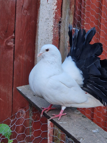 Fantail  black tail pigeon pair for sale.