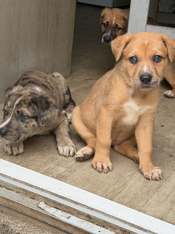 Staffy cross German Shepard