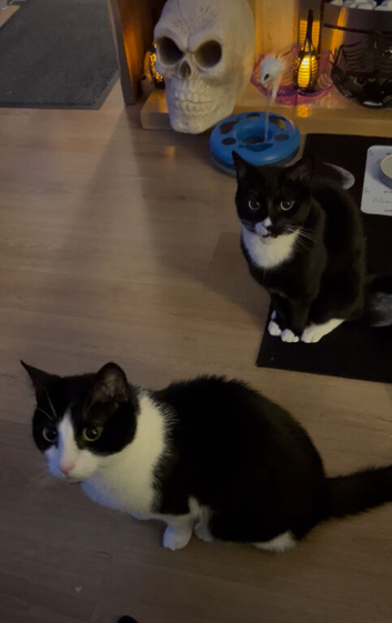 2 brothers (come together with everything)