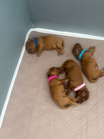 F1b fox red Cavapoos