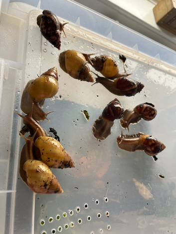 Juvenile Rodatzi + Wild colour Lissachatina fulica