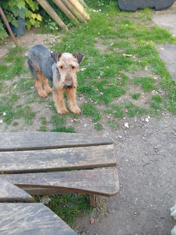 Two beautiful 6 month airedales for sale