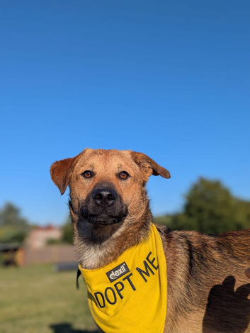 Marius is looking for his forever home