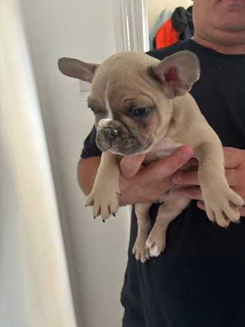 LAST 2 French Bulldog Boys Reduced &pound;950