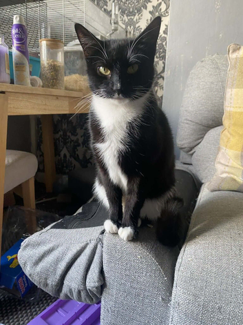 2 years old female cat