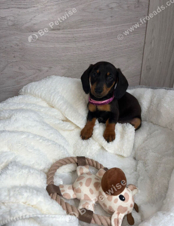 dachshund