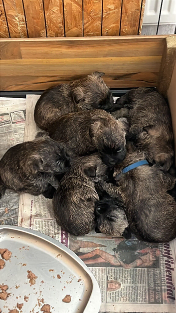 KC REGISTERED CAIRN TERRIER- boys