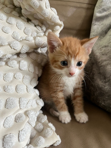 4 BEAUTIFUL KITTENS FOR SALE