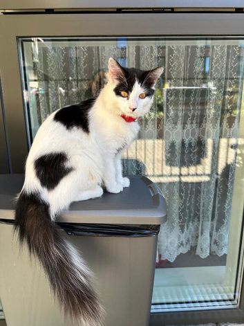 for adoption