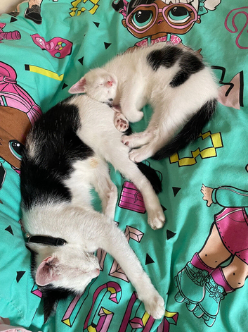 White kitten little handsome boy for sale