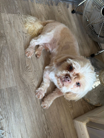 2 year old Shih Tzu