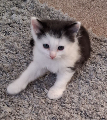 Ragdoll x Kittens