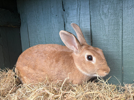 Rabbit for sale in Sheffield