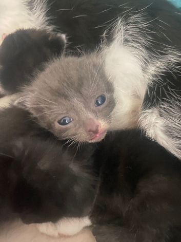 Beautiful litter of kittens