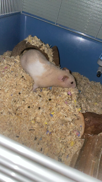 Syrian part albino hamster