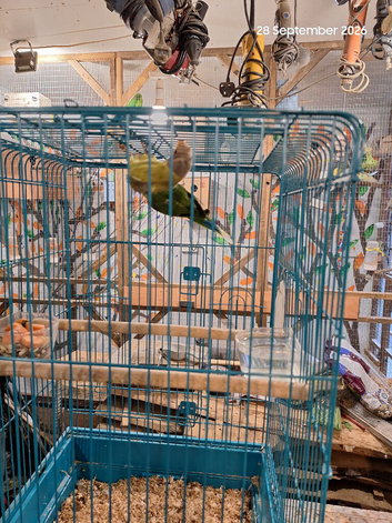 Pair of Plumhead parakeets