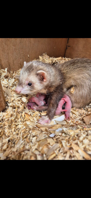 5 Beautiful Ferret Kits Mixed