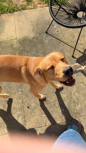 Amazing and lovable Labrador boy