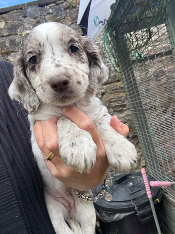 Cocker Spaniel Puppies