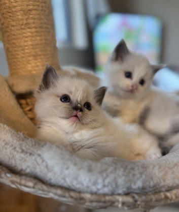 Ragdoll kitten
