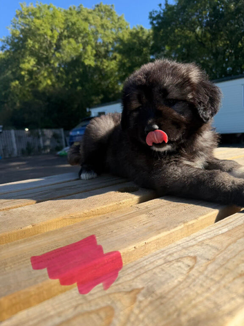 3 stunning Caucasian puppies for sale 1 girl 2 boys left