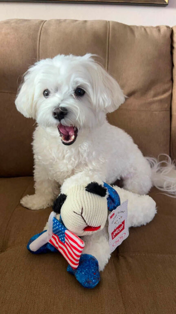 Maltese Female 2years old