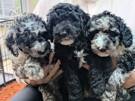 Beautiful litter of poodle puppies 2 boys and 2 girls available