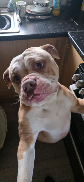 Olde english bulldog