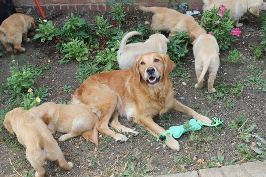 READY TO LEAVE Litter of Golden Retriver puppies
