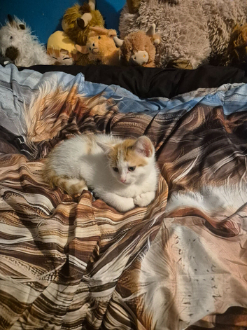 Male kitten