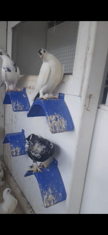 Fancy pigeons for sale
