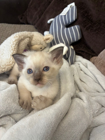 Beautiful Siamese kitten