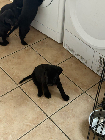Gorgeous Black Lab Puppies
