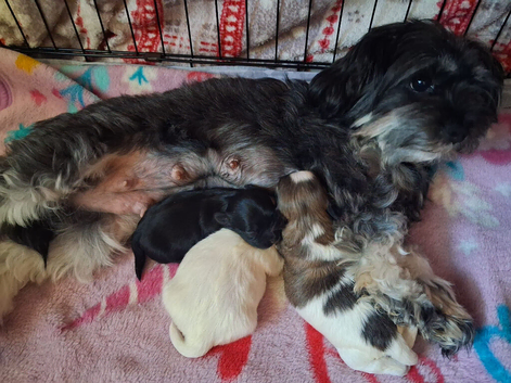 Maltipoo puppy