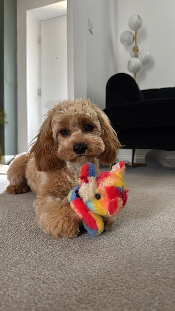 Cavapoo STUD