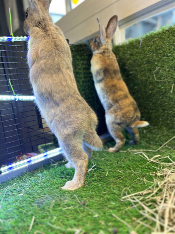 Bunnies for sale now!