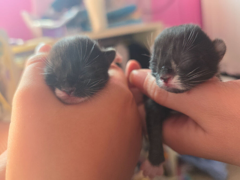 2x male black and white kittens