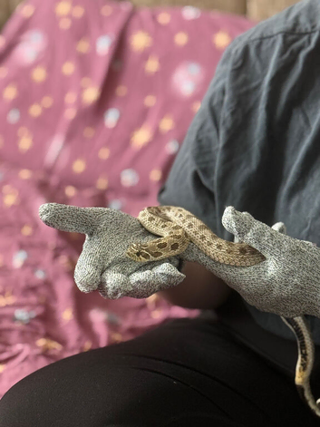 Pair of Hognoses Arctic/Conda het albino