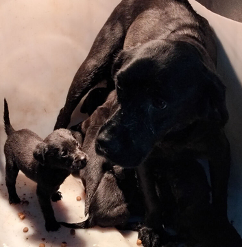 Lovely black Labrador puppies
