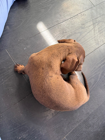 Dachshund puppies