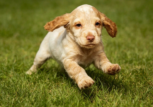 Working cocker spaniel boys