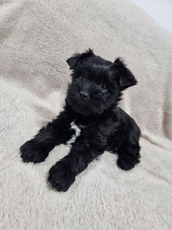 YORKSHIRE TERRIER BOY