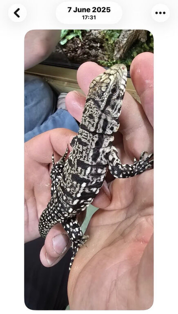 Argentinian Black & White Tegu