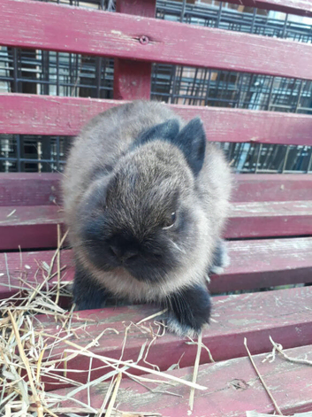 2 male rabbits netherland dwarf