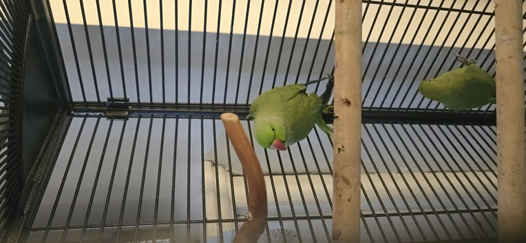 2 Indian Ringneck parrots
