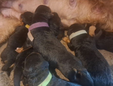 Gorgeous Airedale Litter!