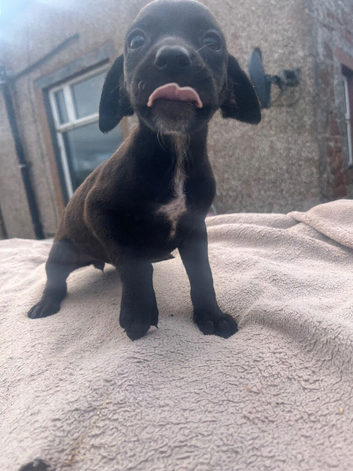 Vizla x lurcher