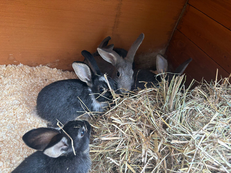 Gorgeous bucks for sale