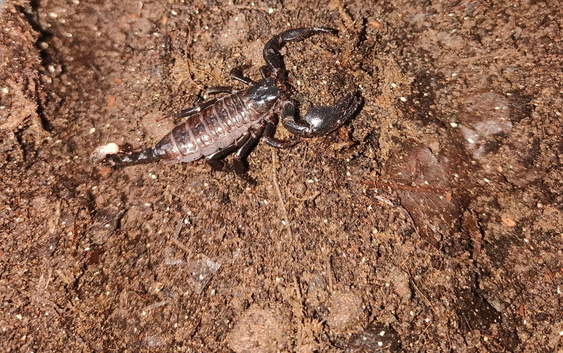 Emperor Scorpion