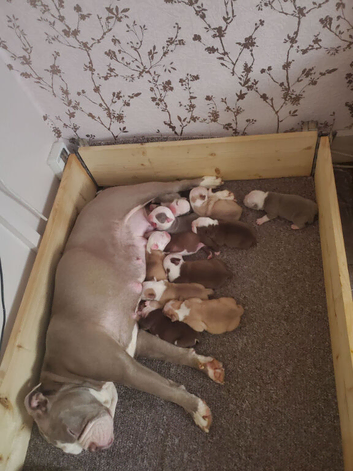 Female olde english bulldog
